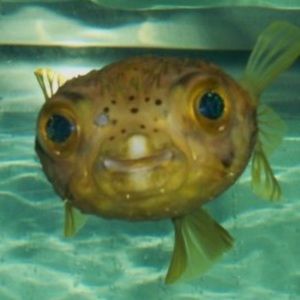 Meet your Posher, Robert